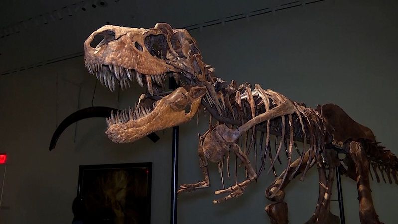 Kostru gorgosaura vydražili za 150 milionů korun